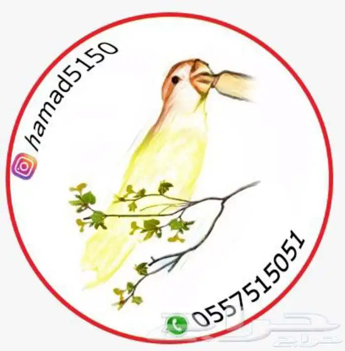 فرخ ببغاء سنغالي (((تم البيع خارج الموقع ))) 3