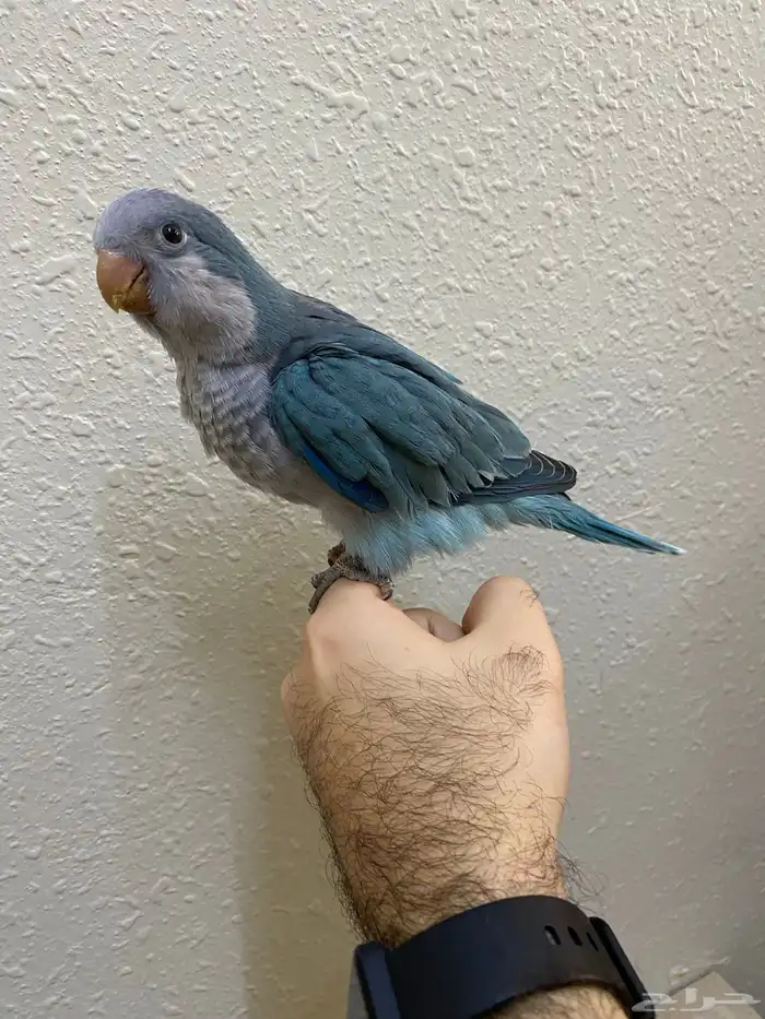 فرخ كويكر نهاية غر اوبلاين ( تم البيع ) 5