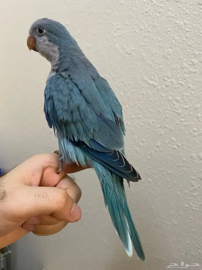 فرخ كويكر نهاية غر اوبلاين ( تم البيع ) 4