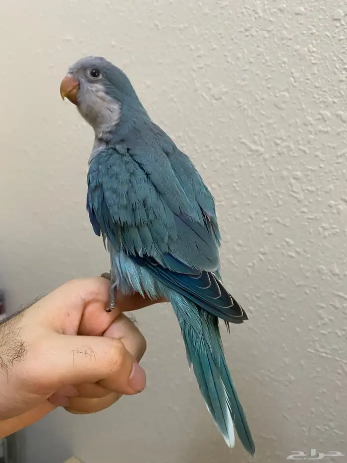 فرخ كويكر نهاية غر اوبلاين ( تم البيع ) 0