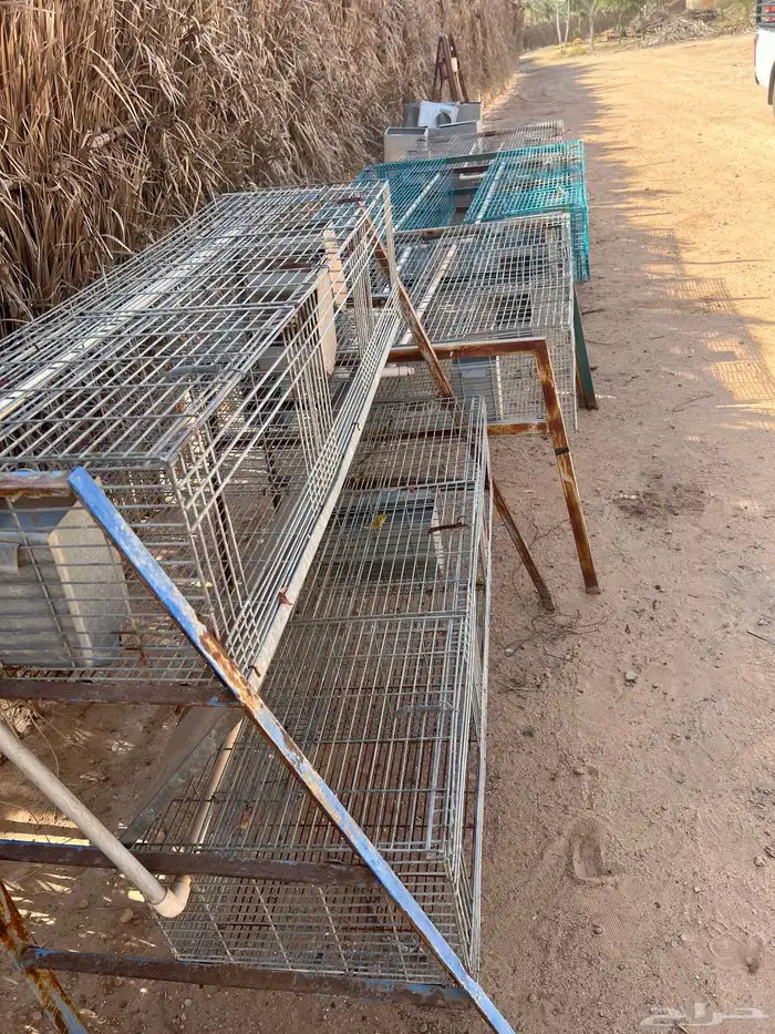 يوجد بطاريات أرانب كاملة بالعلفات كاملة الحالة ممتازة 1