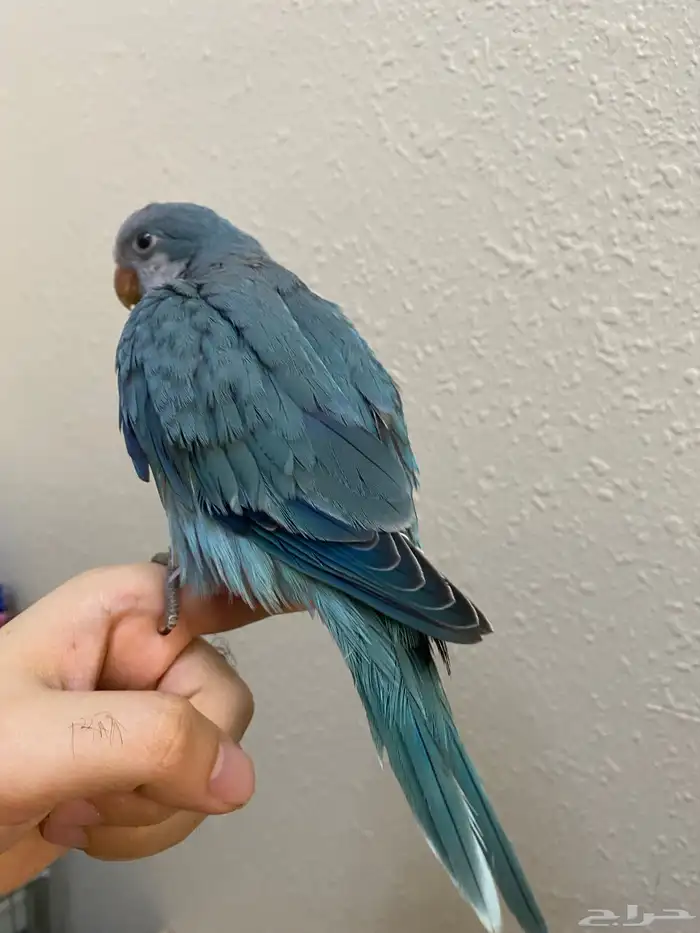 فرخ كويكر نهاية غر اوبلاين ( تم البيع ) 3