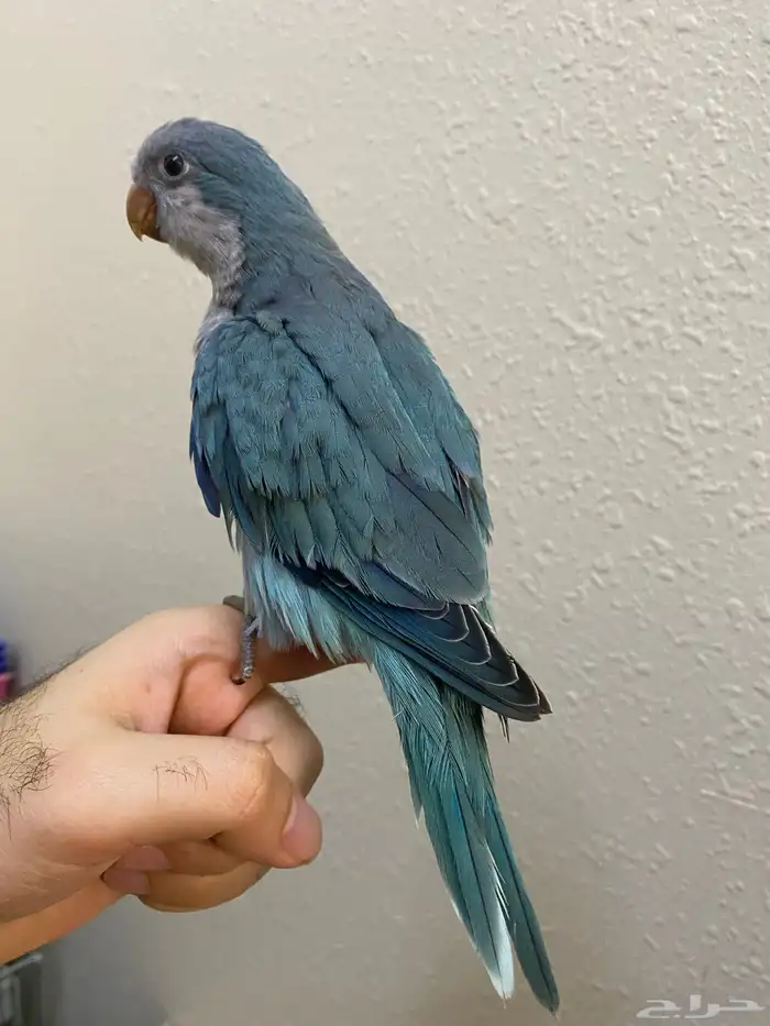 فرخ كويكر نهاية غر اوبلاين ( تم البيع ) 1