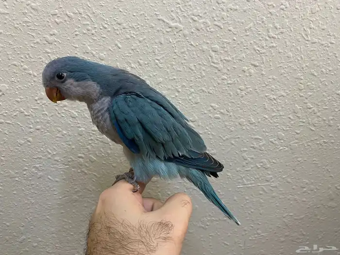 فرخ كويكر نهاية غر اوبلاين ( تم البيع ) 2