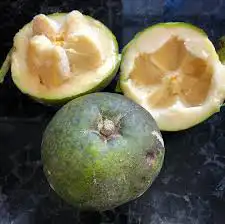شتلات فاكه السبوتا 1