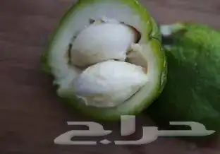 شتلات فاكه السبوتا 0