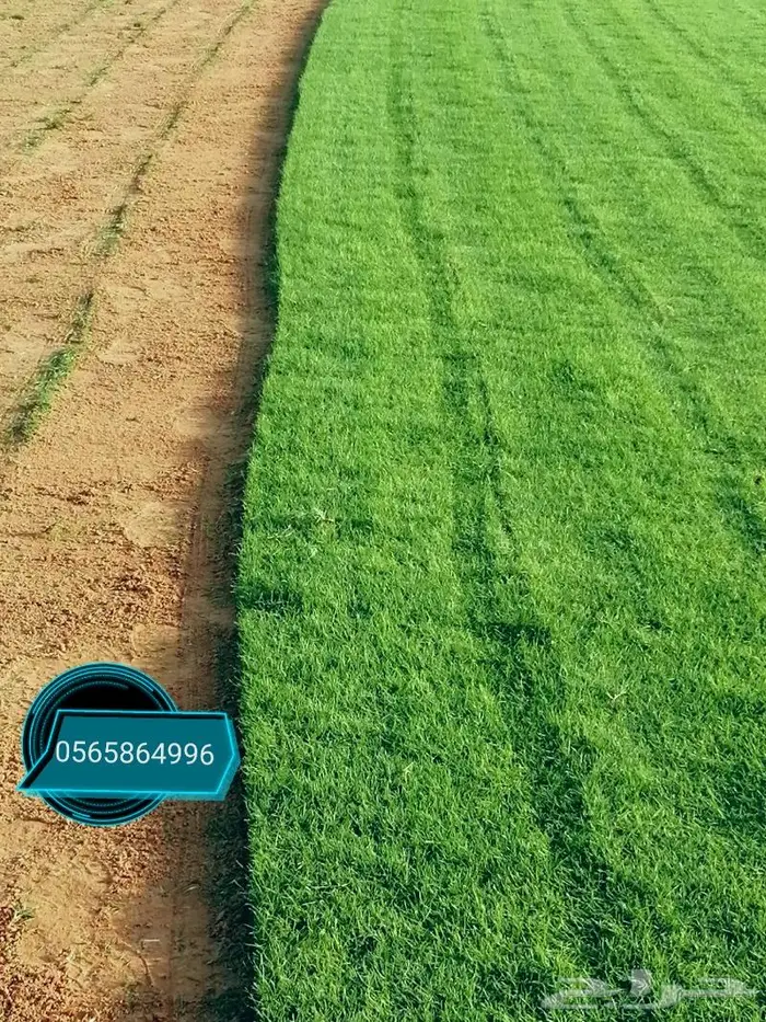 ثيل طبيعي C2000 8