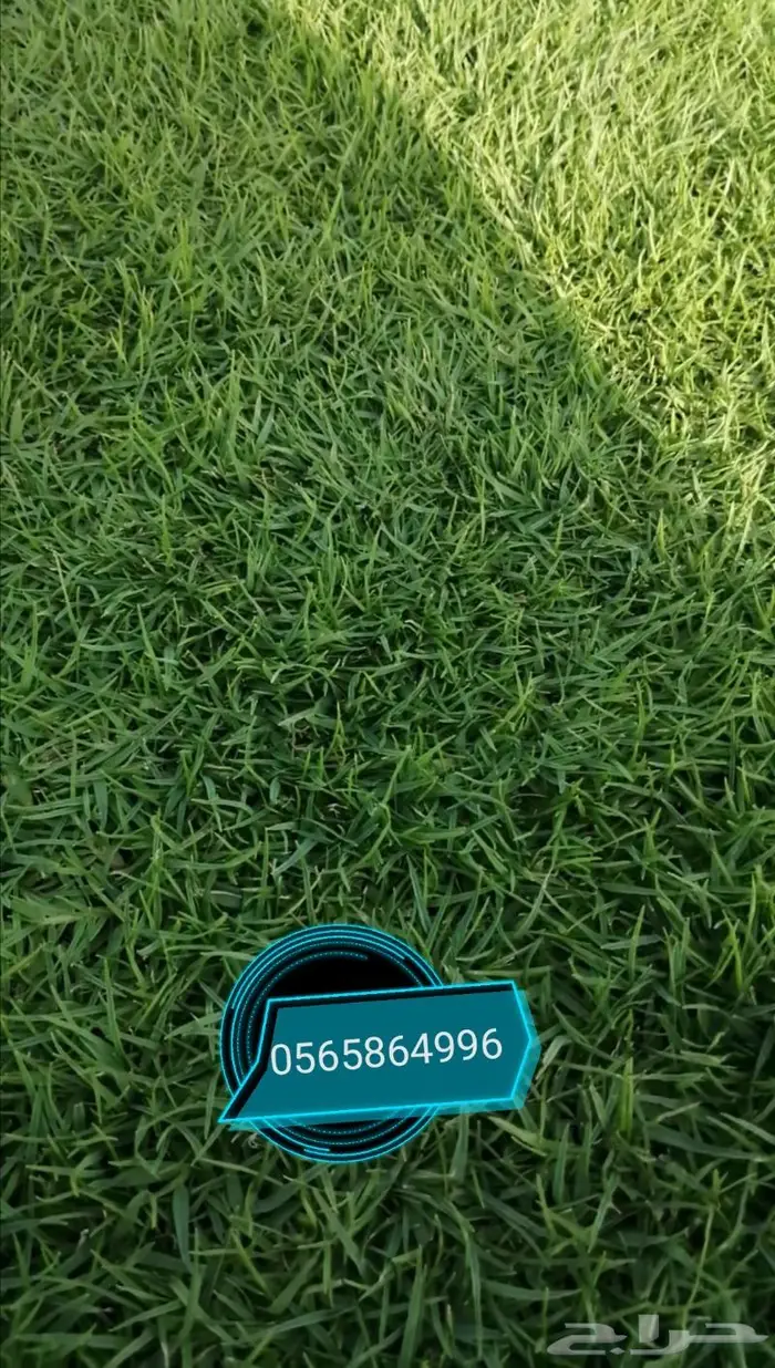 ثيل طبيعي نجيلة 0