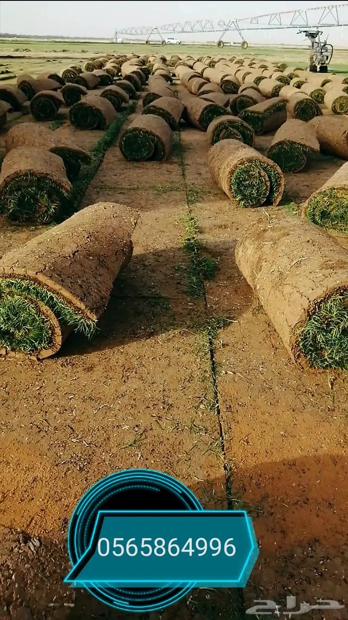 ثيل طبيعي نجيلة 6