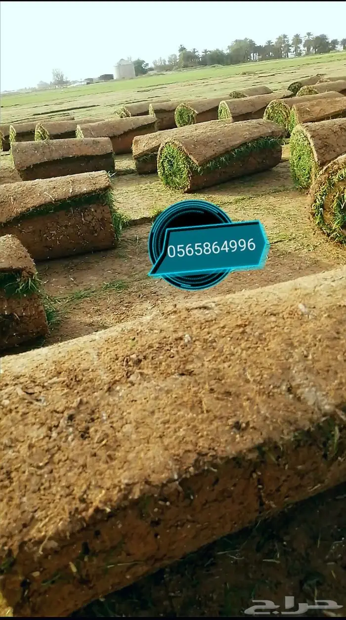 ثيل طبيعي نجيلة 5