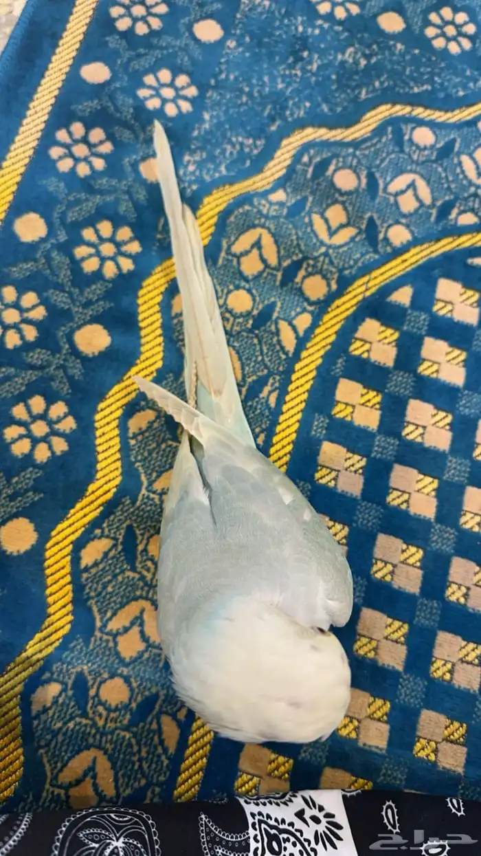 ببغاء الدرة ازرق فاتح طفرة تم البيع 1