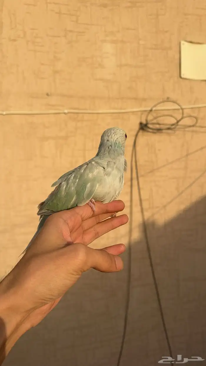 ببغاء الدرة ازرق فاتح طفرة تم البيع 13