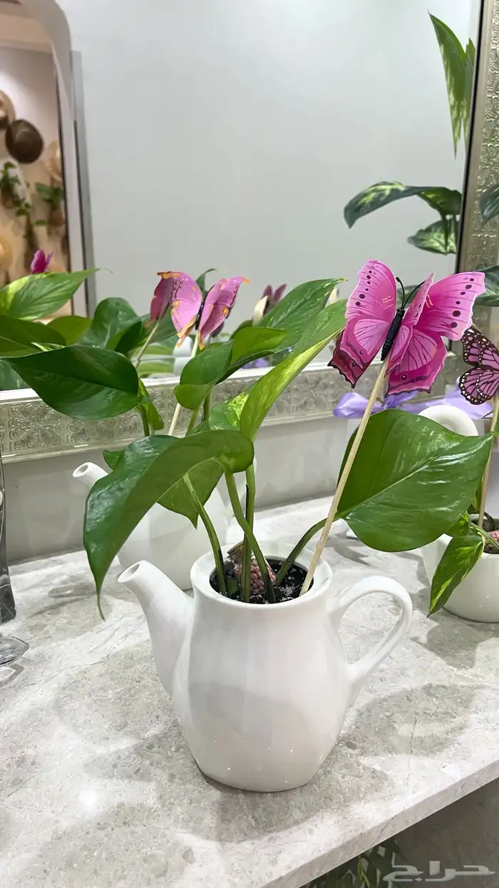 نباتات داخلية توزيعات 3