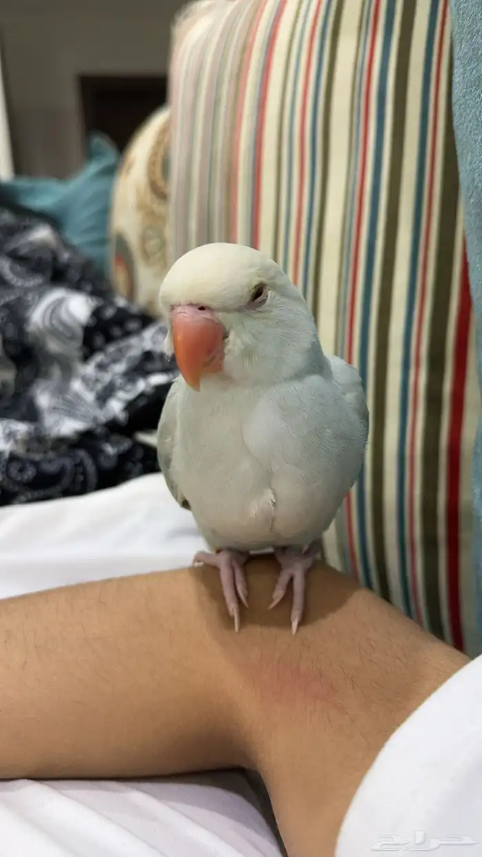 ببغاء الدرة ازرق فاتح طفرة تم البيع 2