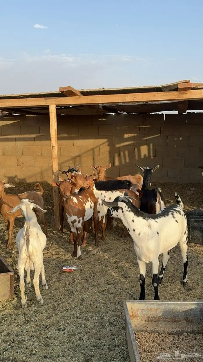 تيوس جنوبيه بيشيه ومحايل عسير موجوده في تبوك 1