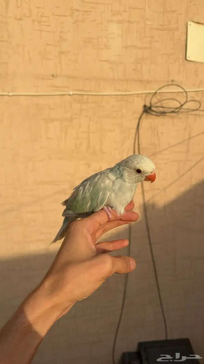 ببغاء الدرة ازرق فاتح طفرة تم البيع 9