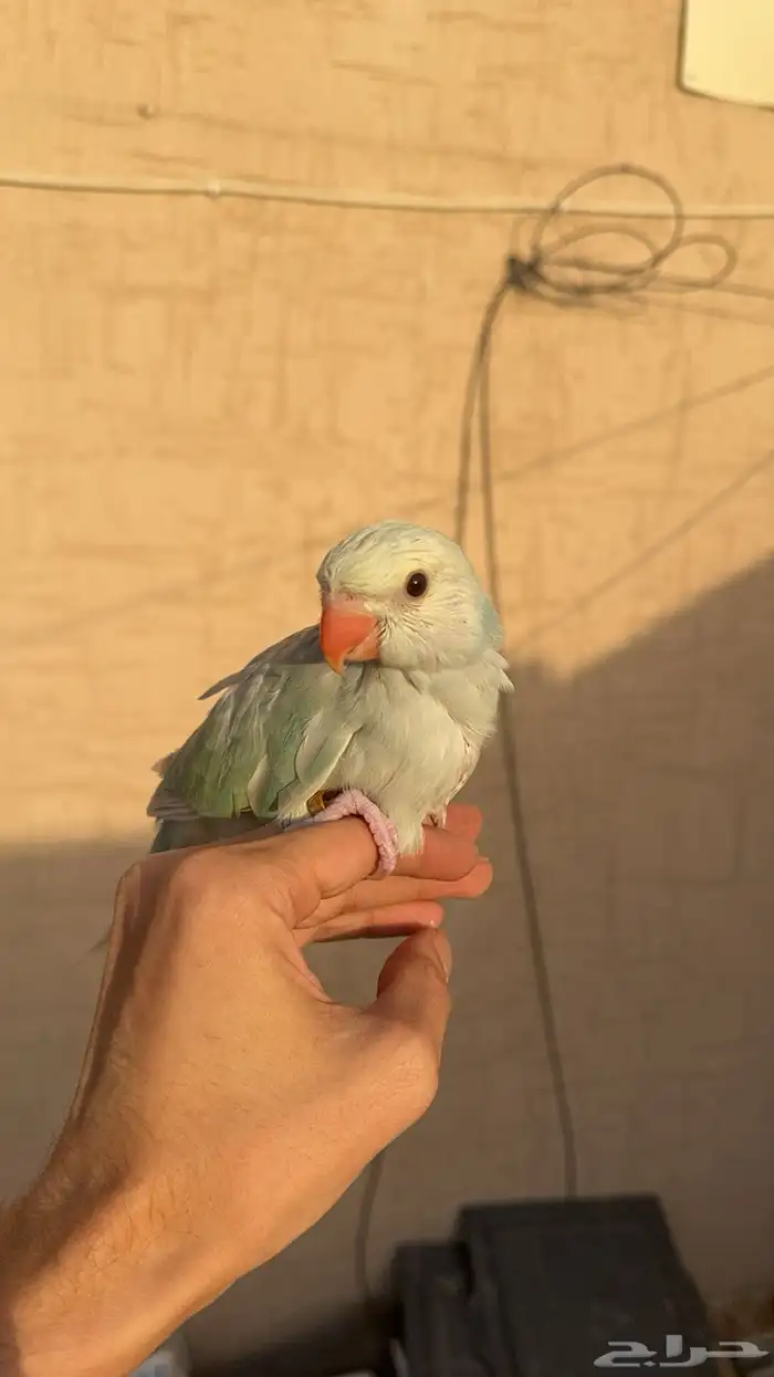 ببغاء الدرة ازرق فاتح طفرة تم البيع 10