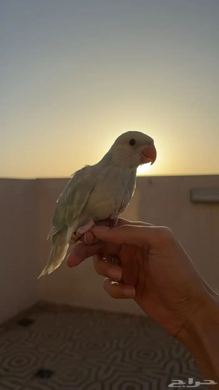 ببغاء الدرة ازرق فاتح طفرة تم البيع 11