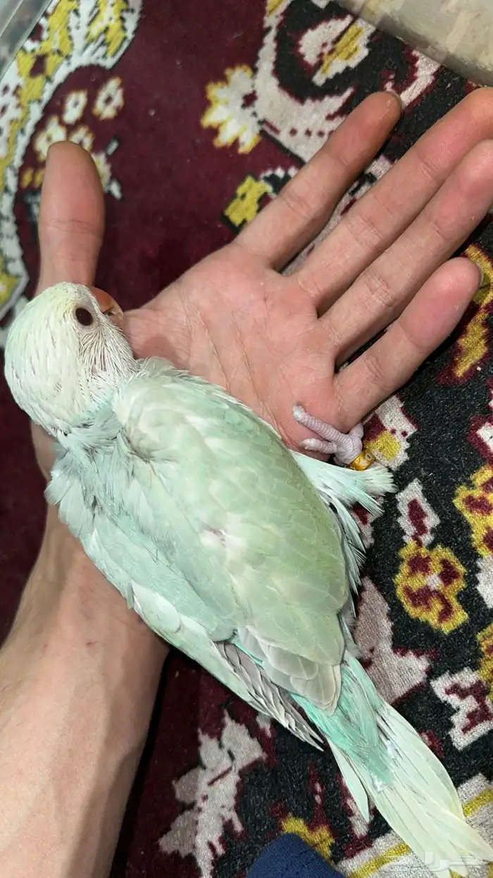 ببغاء الدرة ازرق فاتح طفرة تم البيع 17