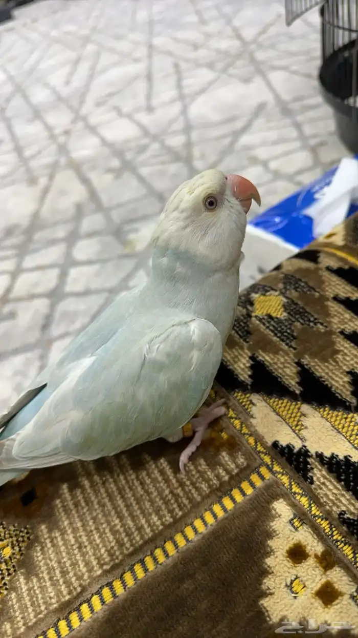 ببغاء الدرة ازرق فاتح طفرة تم البيع 0