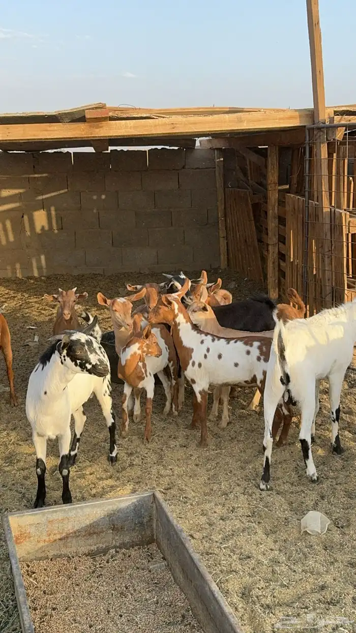 تيوس جنوبيه بيشيه ومحايل عسير موجوده في تبوك 2