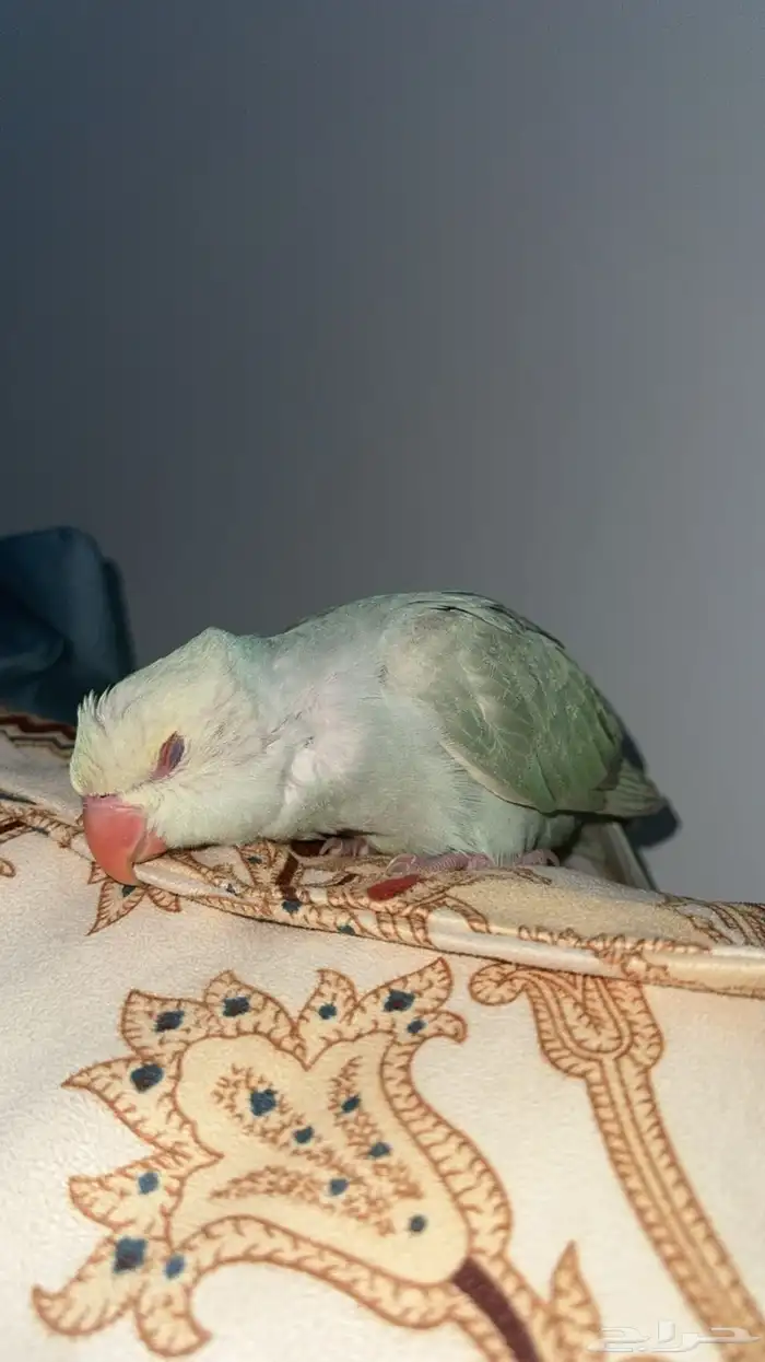 ببغاء الدرة ازرق فاتح طفرة تم البيع 4