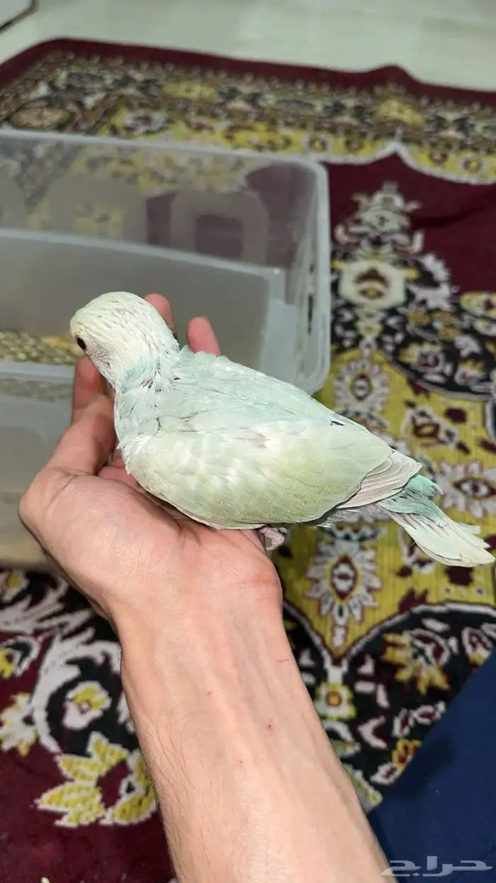ببغاء الدرة ازرق فاتح طفرة تم البيع 16