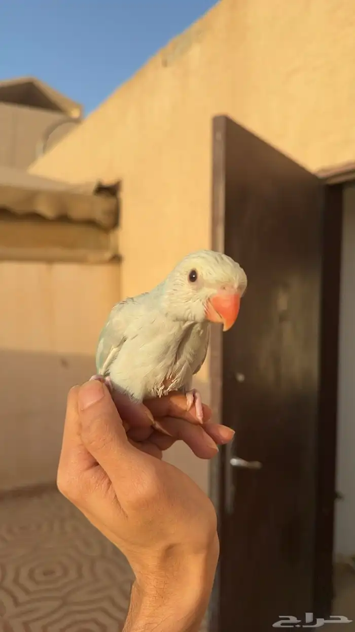 ببغاء الدرة ازرق فاتح طفرة تم البيع 12