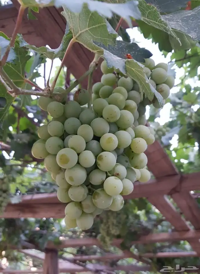 شتلات تين مثمر بلدي وبراون وعنب طائفي 0