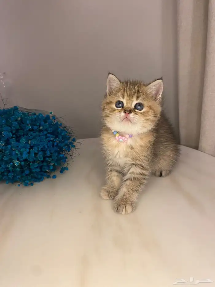 قطط سكوتش للبيع 3