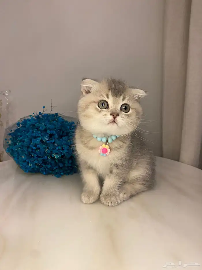 قطط سكوتش للبيع 2