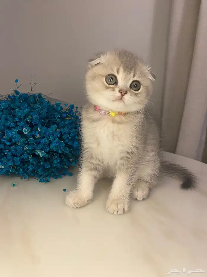 قطط سكوتش للبيع 0