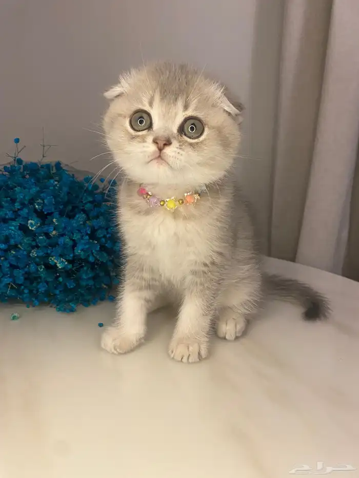 قطط سكوتش للبيع 1