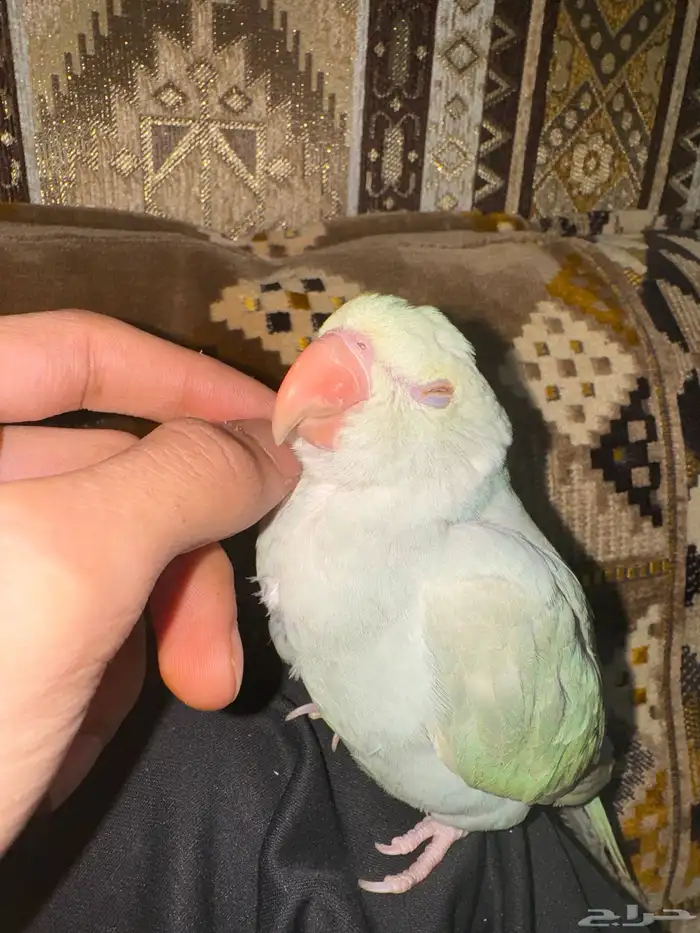 ببغاء الدرة ازرق فاتح طفرة تم البيع 22