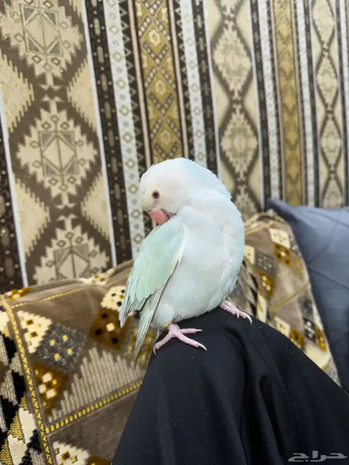 ببغاء الدرة ازرق فاتح طفرة تم البيع 18