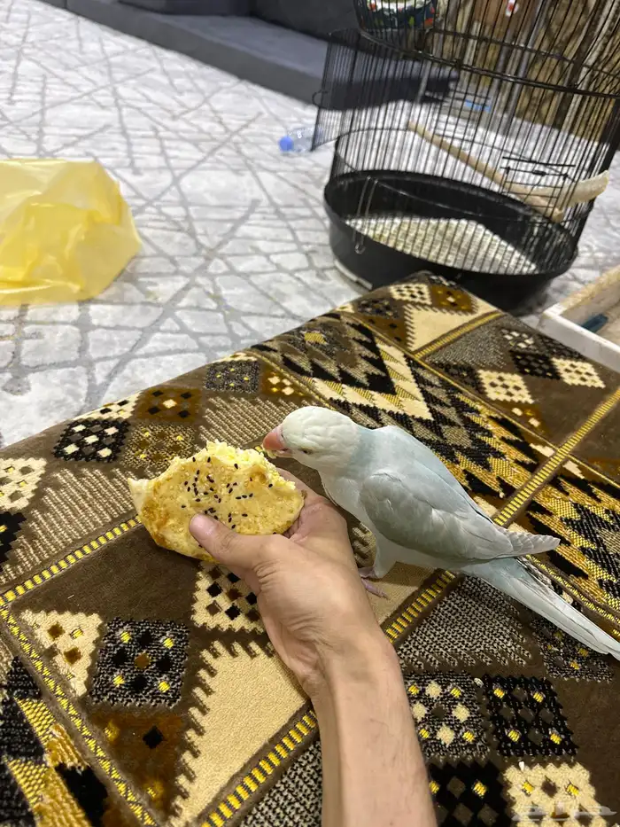 ببغاء الدرة ازرق فاتح طفرة تم البيع 24