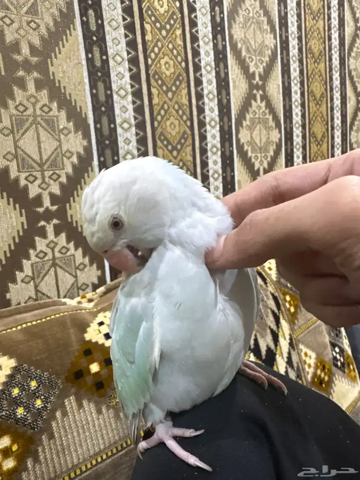 ببغاء الدرة ازرق فاتح طفرة تم البيع 19