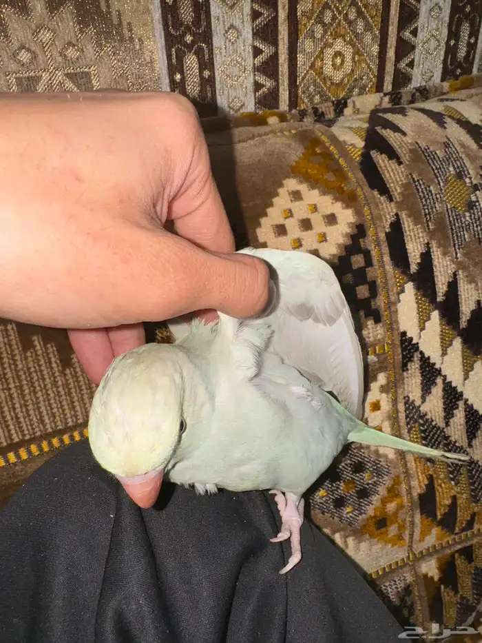 ببغاء الدرة ازرق فاتح طفرة تم البيع 23