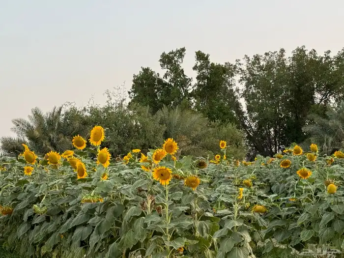 حفر آبار توازي أعماق وسطه وأمر ضمة صيانة كافة الآبار 0