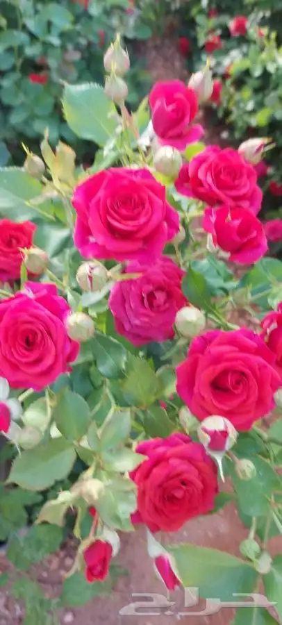 زراعه حدايق وتنسيق 15