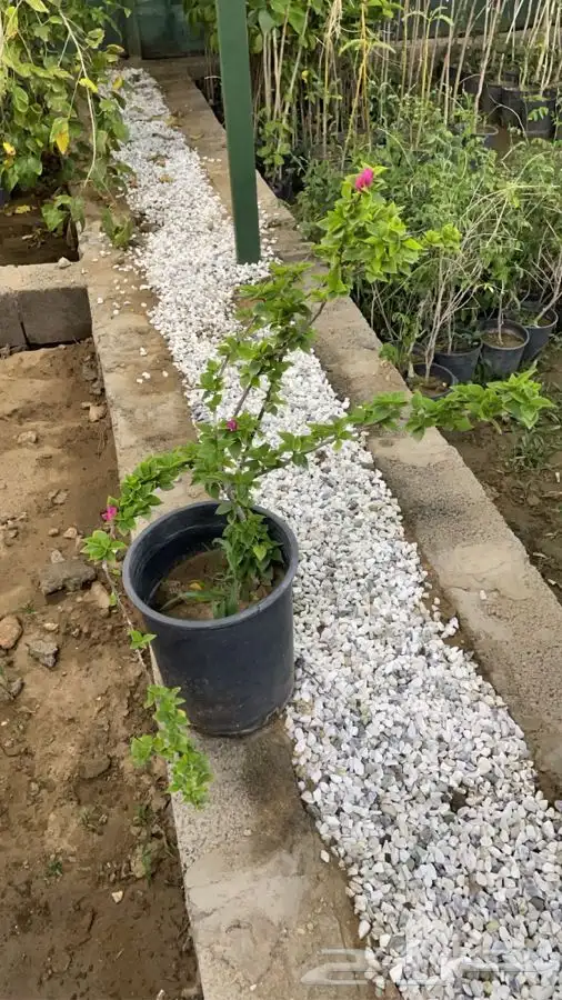 زراعه حدايق وتنسيق 0