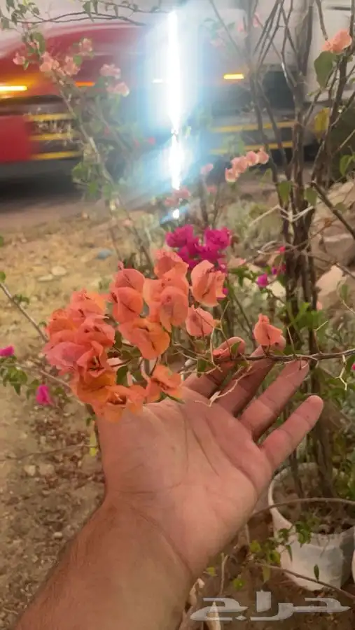 زراعه حدايق وتنسيق 7