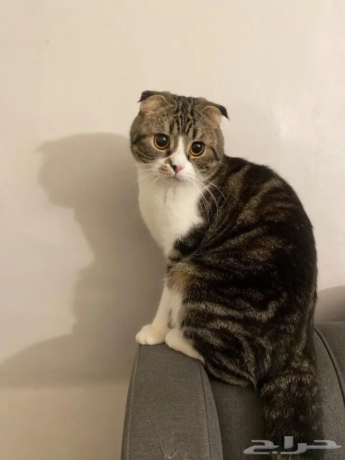 قط سكوتش فولد ضائع   Missing Scotch fold cat 0