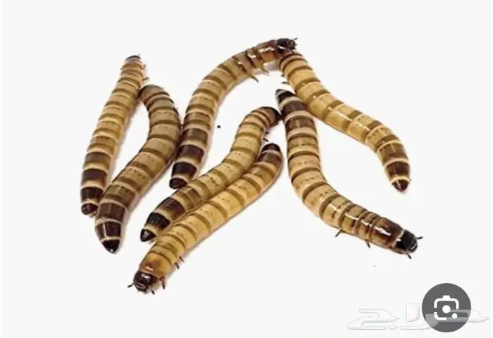 دود عتل الجرام بريال 0