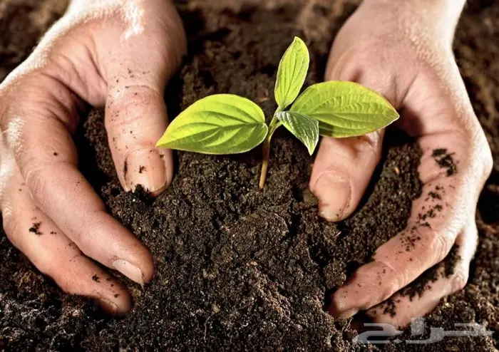 سماد عضوي وسماد دواجن 1