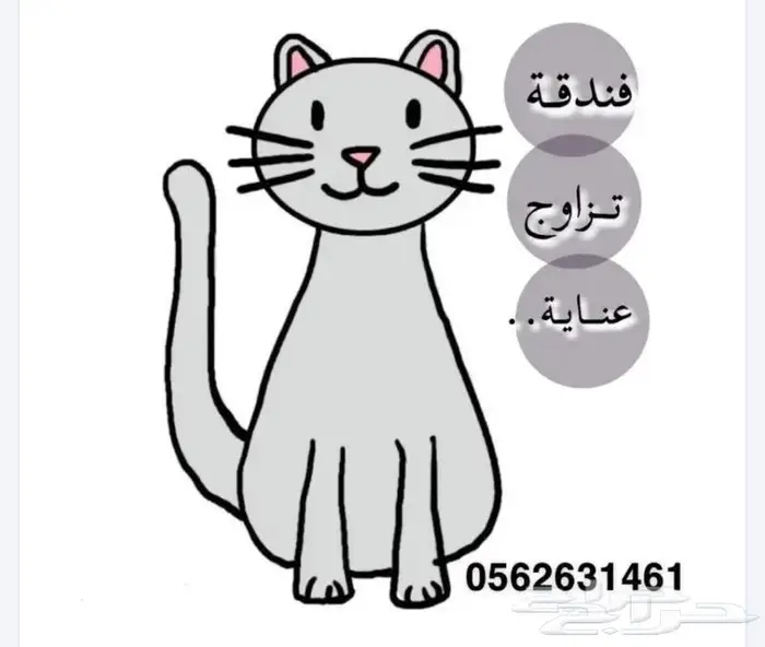 فندقة قطط جدة 0