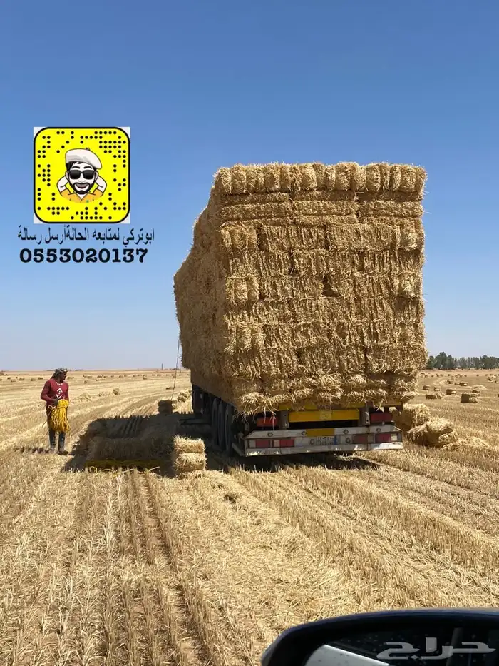 تبن بر قمح 0