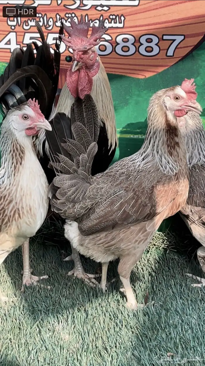 دجاج عربي ترثه .. شوكي 20