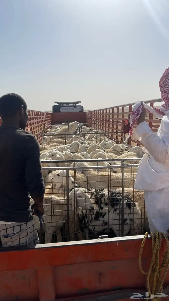 تريله جوانب 16 2