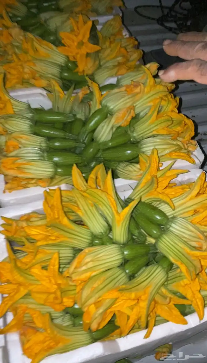 خضار مزارعنا 7